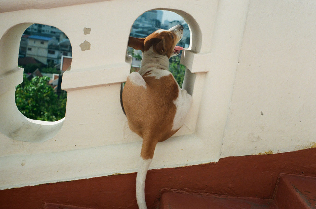 pic